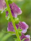 Usa-Washington State-Bellevue. Pink foxglove flower close-up Art Print